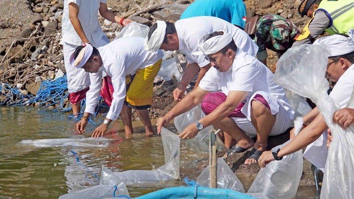 Pemkab Buleleng menebar puluhan ribu ikan nila untuk merayakan Tumpek Uye di Bendungan Danu Kerthi, Sabtu (25/3/2023). (Foto: Made Wijaya Kusuma/detikBali)