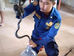 Hii! Ular Kobra Jawa Ngumpet di Rumah Warga Parangtritis Bantul