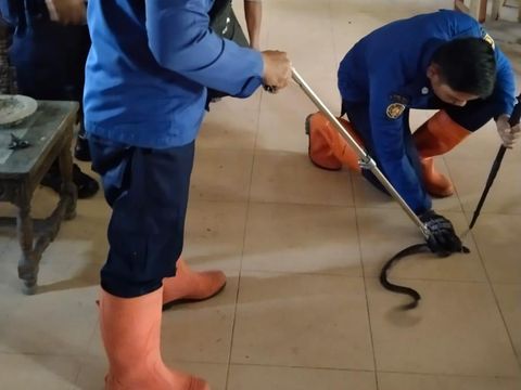 Petugas Damkarmat BPBD Bantul saat mengevakuasi seekor ular kobra Jawa di rumah warga kawasan Parangtritis, Bantul, Sabtu (25/3/2023).