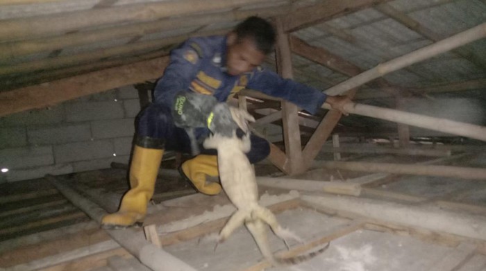 Petugas pemadam kebakaran Kabupaten Bogor mengevakuasi biawak yang ada di atas plafon rumah warga, Sabtu (25/3/2023).