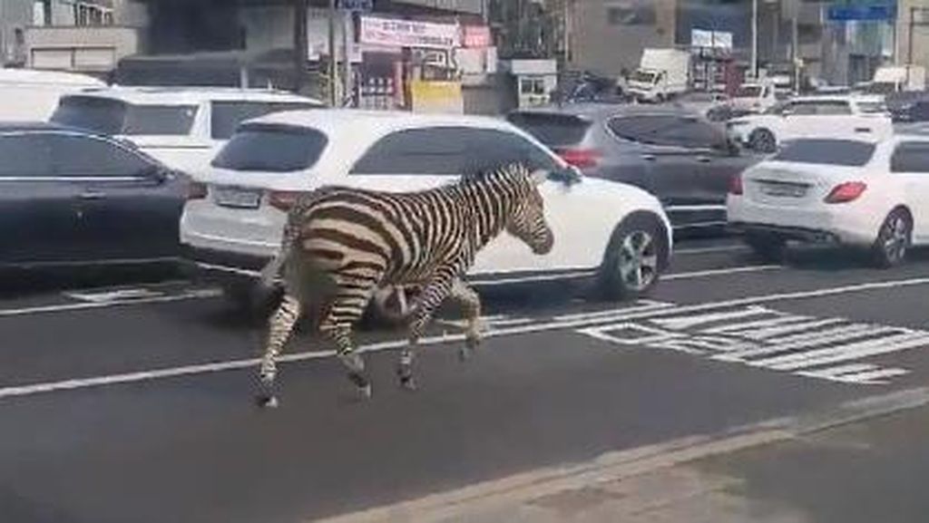 Pemandangan Unik Zebra Lepas Berlarian di Tengah Ibu Kota Korsel