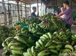 Kisah Manis Casmadi Merintis Usaha Pisang di Kota Mangga