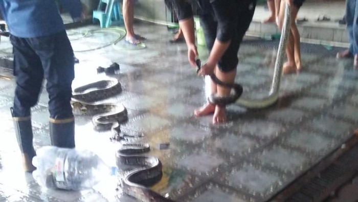 Penampakan 5 ular sanca yang nyelonong masuk ke restoran di Jalan Wonosari Bantul, Minggu (26/3/2023).