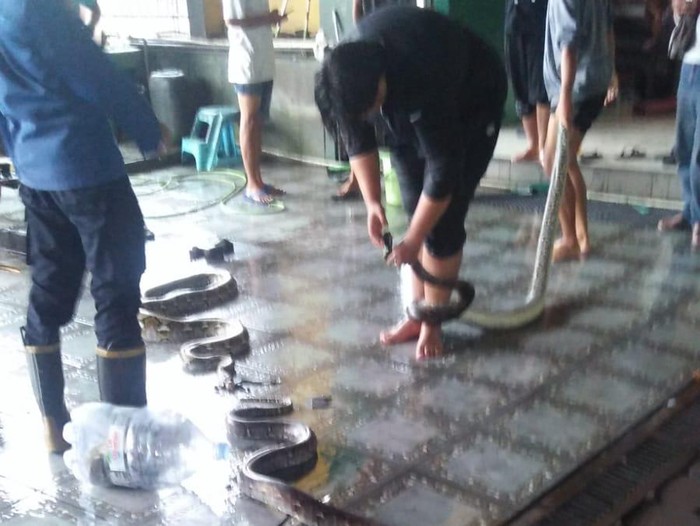 Penampakan 5 ular sanca yang nyelonong masuk ke restoran di Jalan Wonosari Bantul, Minggu (26/3/2023).