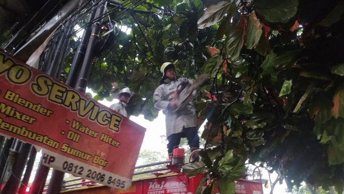 Petugas saat mengevakuasi pohon tumbang di Bandung