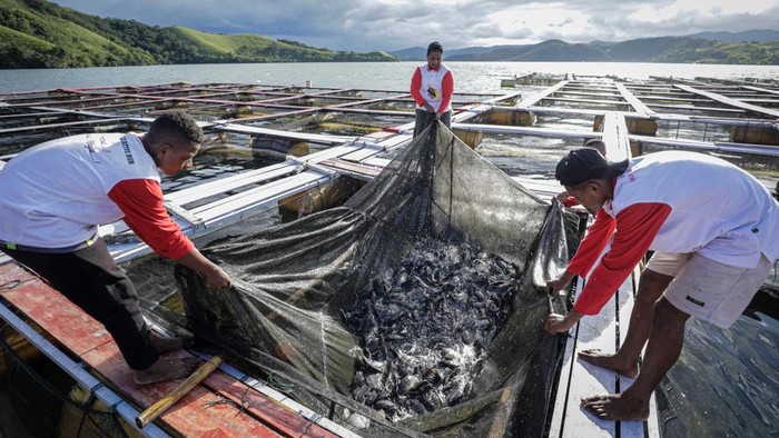 Anak-anak muda Papua yang tergabung dalam Papua Youth Creative Hub (PYCH) melakukan budidaya ikan air tawar melalui keramba jaring apung (KJA) di Danau Sentani,