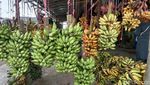 Potret Geliat Sentra Pisang di Pasar Jatibarang Indramayu