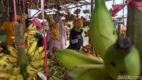Pembeli dan penjual pisang tengah bernegosiasi harga di sentra pisang Indramayu