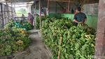 Potret Geliat Sentra Pisang di Pasar Jatibarang Indramayu