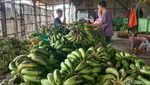 Potret Geliat Sentra Pisang di Pasar Jatibarang Indramayu
