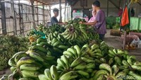 Lapak sentra pisang di Indramayu terlihat ramai dikunjungi pembeli.