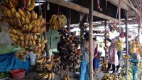 Pegawai terlihat memotong sisiran pisang di sentra lapak pisang Indramayu