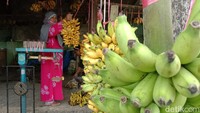 Pemandangan pisang di sentra pisang Indramayu.