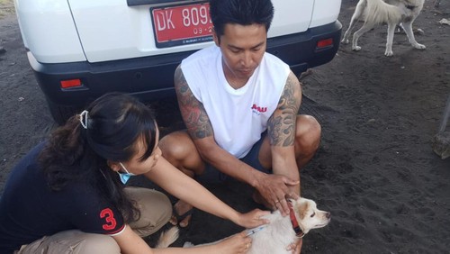 Petugas Vaksinator saat melakukan vaksinasi rabies di wilayah Kecamatan Negara, Kabupaten Jembrana, Jumat (24/3/2023).