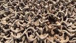 Wow! 2.000 Mumi Kepala Domba Jantan Ditemukan di Kuil Ramses II