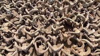 Sebanyak 2.000 kepala mumi domba jantan ini berasal dari periode Ptolemeus Abydos di Mesir Selatan. Periode Ptolemeus berlangsung sekitar tiga abad hingga penaklukan Romawi pada 30 SM.