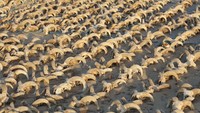 Pemandangan sekitar 2.000 mumi kepala domba jantan yang ditemukan selama penggalian di kuil Ramses II di Abydos, Kegubernuran Sohag, Mesir, dalam foto ini gambar selebaran dirilis pada 25 Maret 2023.