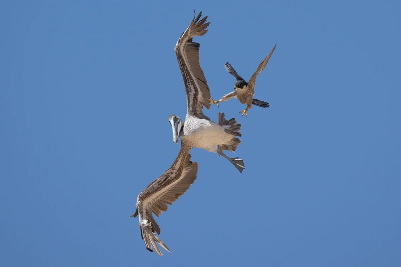Elang serang Pelikan