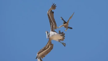 Elang peregrine biasanya bersarang di tebing, dengan bersarang dimulai pada bulan Februari dan pada bulan Juni atau Juli keturunannya menjadi dewasa. Foto: Decker Nomura via PetaPixel