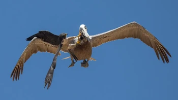 Elang Peregrine menurun setelah tahun 1940-an sebagai akibat dari meluasnya penggunaan pestisida seperti DDT. Namun, program penangkaran dan pelepasliaran telah memulihkan spesies ini ke sebagian besar wilayah jelajah sebelumnya, tetapi mereka tetap sangat langka. Foto: Decker Nomura via PetaPixel