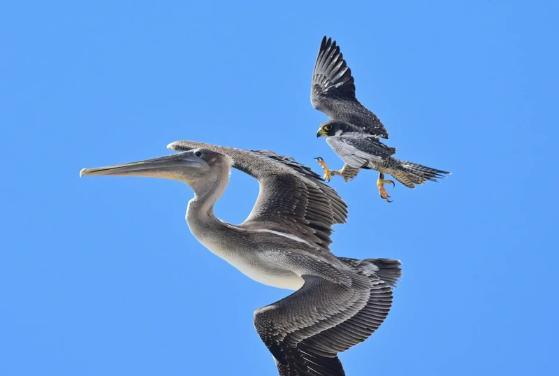 Elang serang Pelikan