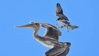 Decker Nomura mengabadikan elang kecil yang mencakar kepala pelikan. Fotografer satwa liar ini mengambil gambar saat berada di pantai Torrey Pines di San Diego, Amerika Serikat. Foto: Decker Nomura via PetaPixel