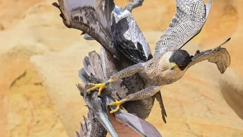 Nomura beruntung mendapatkan foto, karena elang peregrine hanya berpatroli di sarang mereka seperti ini untuk waktu yang singkat dan mereka adalah salah satu burung pembiakan paling langka di San Diego County, dengan populasi hanya sekitar 15 pasang. Foto: Decker Nomura via PetaPixel