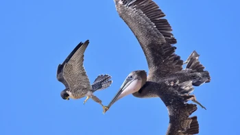 “Hanya ego pelikan yang terluka saat elang yang lebih kecil memukul mereka dan kemudian menggiring mereka keluar dari area sarang,” tambah Nomura Foto: Decker Nomura via PetaPixel