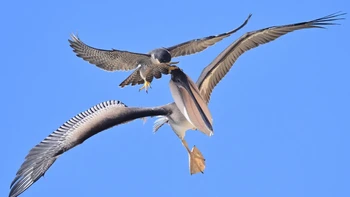 Saat pelikan mendekati area sarang elang peregrine, elang induk yang waspada bersiap untuk mempertahankan sarangnya, meskipun pelikan tidak bermaksud membahayakan sarang atau bayi di dalamnya, kata Nomura kepada Daily Mail. Foto: Decker Nomura via PetaPixel