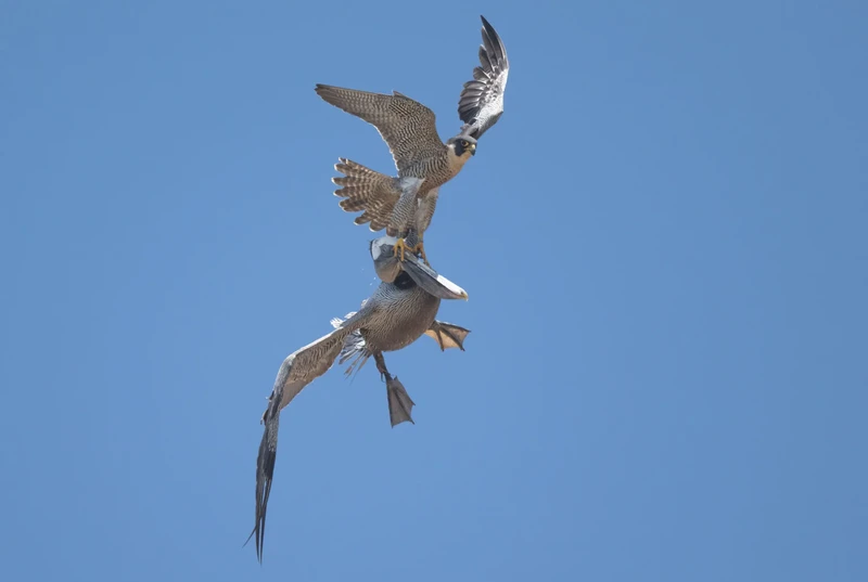 Elang serang Pelikan