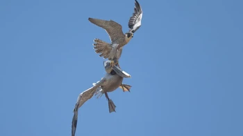 Untuk melihat hasil jepretan Nomura lainnya dapat menyambangi akun Instagramnya di sini Foto: Decker Nomura via PetaPixel