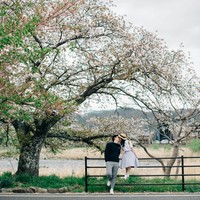 Keindahan bunga Sakura yang bermekaran menambah romantisme dalam foto prewedding di alam terbuka. Foto: Weddingku/Kairos Works