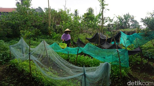 Garap 1,5 Hektare Kebun di Mojokerto, Twelve's Organic Raup Omzet Rp 20 Juta/Bulan