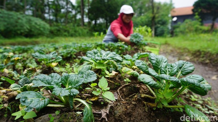 Garap 1,5 Hektare Kebun di Mojokerto, Twelves Organic Raup Omzet Rp 20 Juta/Bulan