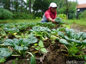 Twelves Organic Raup Omzet Rp 20 Juta/Bulan Garap Kebun di Mojokerto