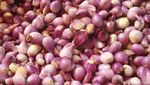 Meski Sudah Impor, Harga Bawang Tetap Melonjak Naik