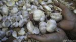 Meski Sudah Impor, Harga Bawang Tetap Melonjak Naik