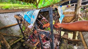 Nasib Pilu Pria di Sukabumi Dikurung di Kandang Besi