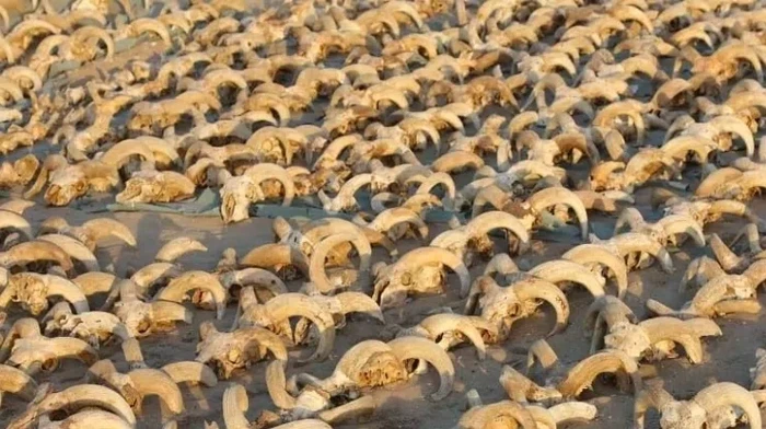 Selain kekayaan sisa-sisa hewan, tim arkeologi juga menemukan sebuah bangunan besar dengan dinding setebal 5 meter dari dinasti keenam Old Kingdom. Strukturnya berisi sejumlah patung, sisa-sisa pohon, sepatu kulit, pakaian, sampai papirus.
