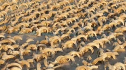 2.000 Mumi Kepala Domba Jantan Berjejer di Kuil Mesir Kuno