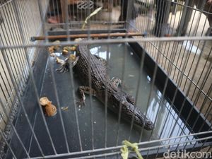 Anakan Buaya Bikin Kaget Warga Kudus Dinamai Bogel, Makannya Daging Kambing