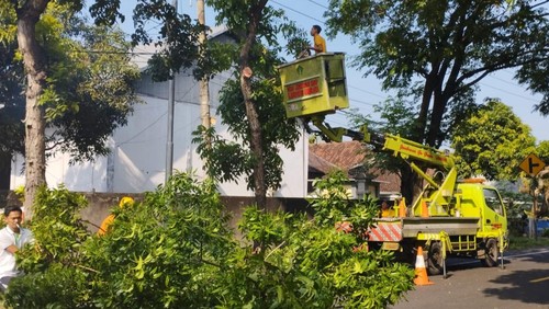 Petugas BPBD Jembrana memangkas dan menebang pohon di jalan nasional Denpasar-Gilimanuk, Jembrana, Senin (27/3/2023). Pemangkasan pohon ini bertujuan untuk menjaga keselamatan pengguna jalan.