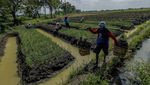 Petani Bawang Merah di Nganjuk Terpaksa Panen Dini Gegara Curah Hujan