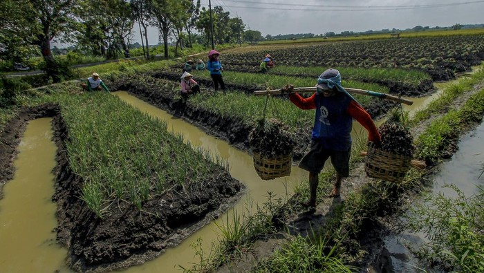 Petani Terpaksa Panen Bawang Merah Lebih Cepat Buntut Curah Hujan Tinggi Petani memanen bawang merah di Ngrami, Sukomoro, Nganjuk, Jawa Timur, Senin (27/3/2023). Sejumlah petani di wilayah itu terpaksa memanen bawang merah lebih cepat yakni di usia sekitar 40 hari dari umur siap panen antara 60 - 90 hari untuk menghindari gagal panen karena curah hujan yang tinggi di kawasan tersebut. ANTARA FOTO/Muhammad Mada/Zk/nym.