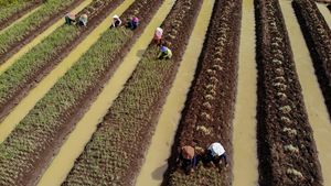 Petani Bawang Merah di Nganjuk Terpaksa Panen Dini Gegara Curah Hujan