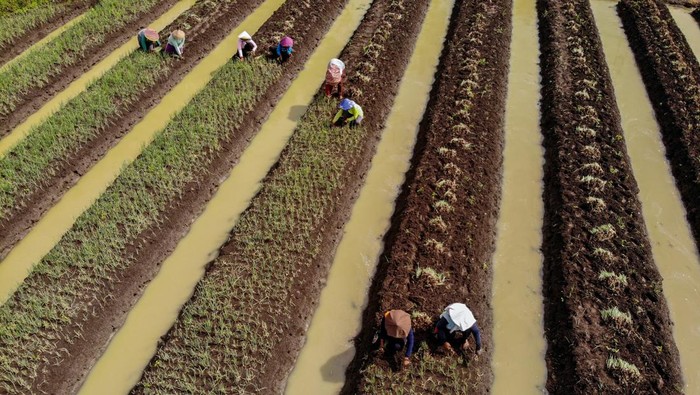 Petani Terpaksa Panen Bawang Merah Lebih Cepat Buntut Curah Hujan Tinggi Petani memanen bawang merah di Ngrami, Sukomoro, Nganjuk, Jawa Timur, Senin (27/3/2023). Sejumlah petani di wilayah itu terpaksa memanen bawang merah lebih cepat yakni di usia sekitar 40 hari dari umur siap panen antara 60 - 90 hari untuk menghindari gagal panen karena curah hujan yang tinggi di kawasan tersebut. ANTARA FOTO/Muhammad Mada/Zk/nym.
