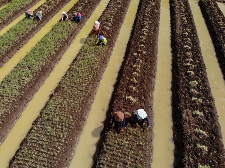 Petani Bawang Merah di Nganjuk Terpaksa Panen Dini Gegara Curah Hujan