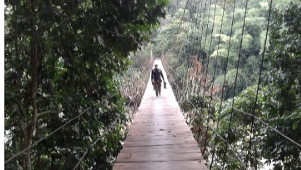 Pohon Giam
