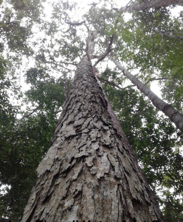 Pohon Giam