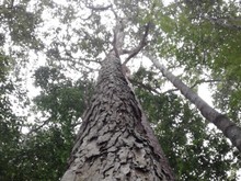 Pohon Langka Bernilai Itu Selamat di Hutan Adat